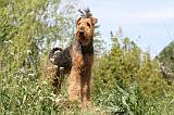AIREDALE TERRIER 144